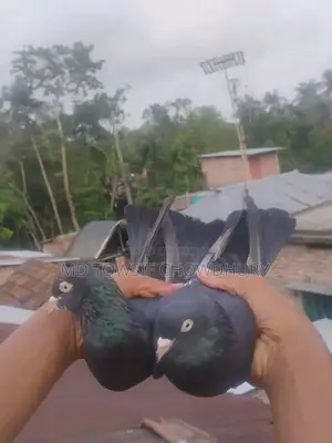 Gorra Pigeon