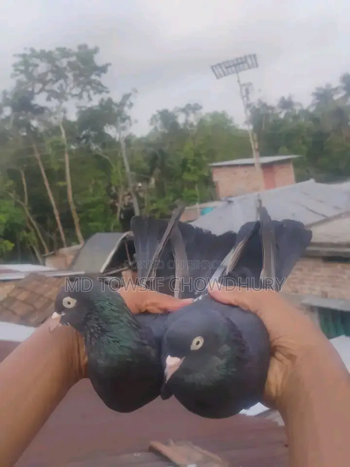 Gorra Pigeon
