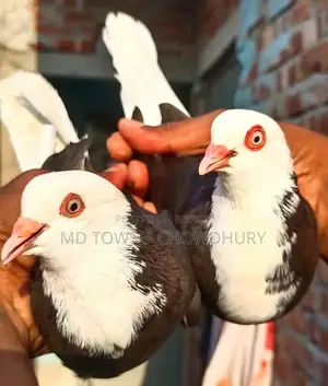 Gorra Pigeon