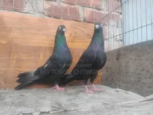 Gorra Pigeon