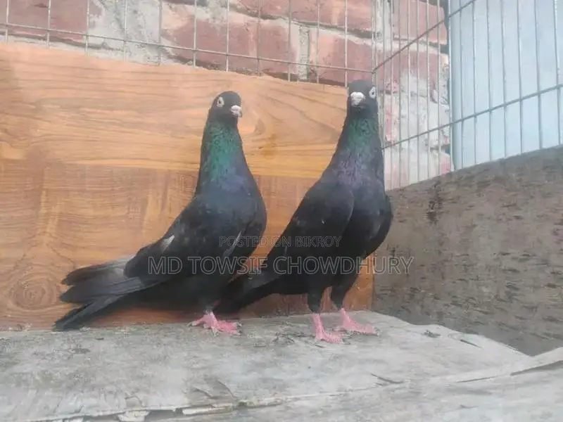 Gorra Pigeon
