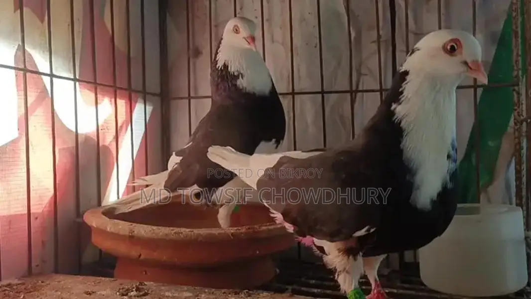 Gorra Pigeon