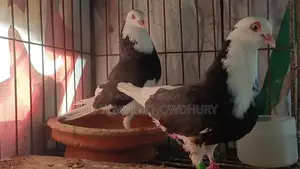 Gorra Pigeon