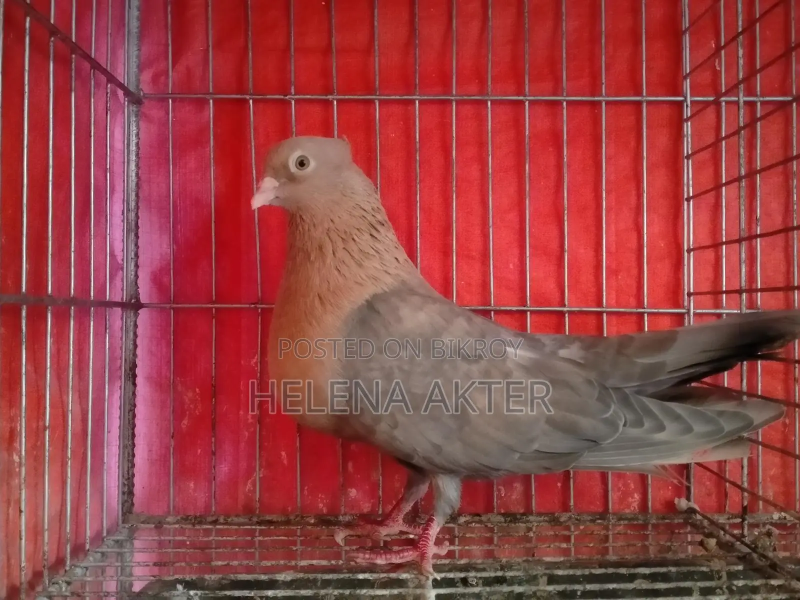 কবুতর বিক্রি