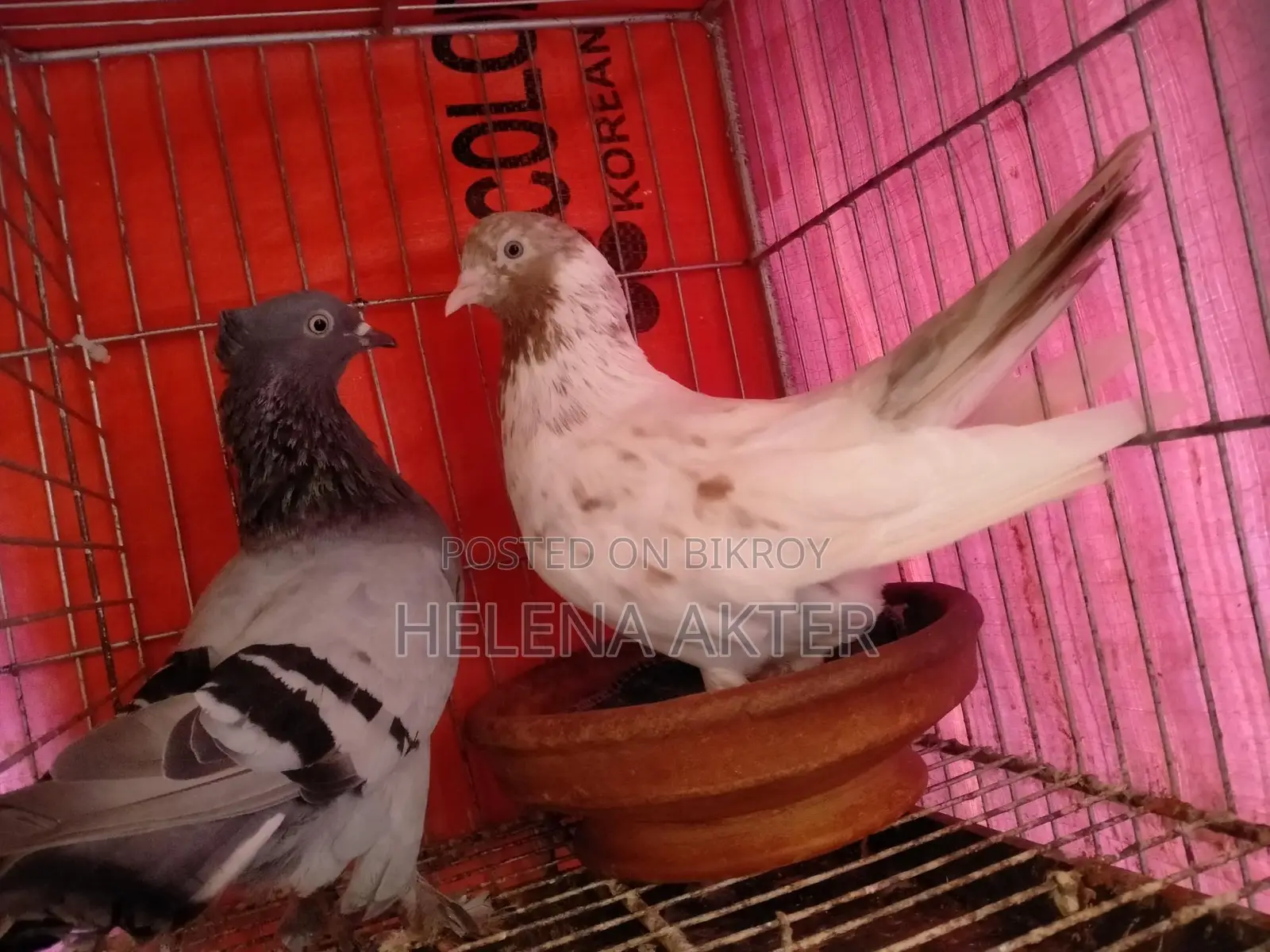 কবুতর বিক্রি