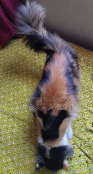 Persian Calico Cat