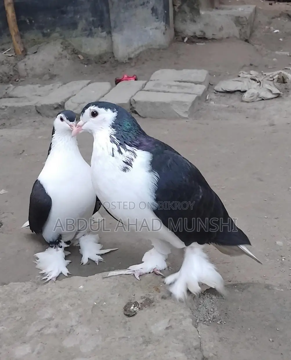 Large Siraji Pigeons