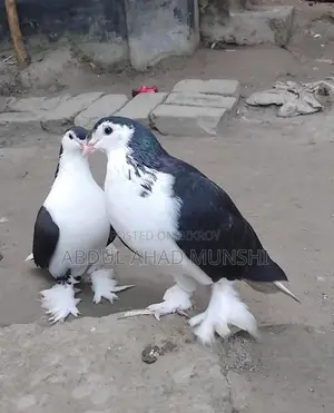 Large Siraji Pigeons