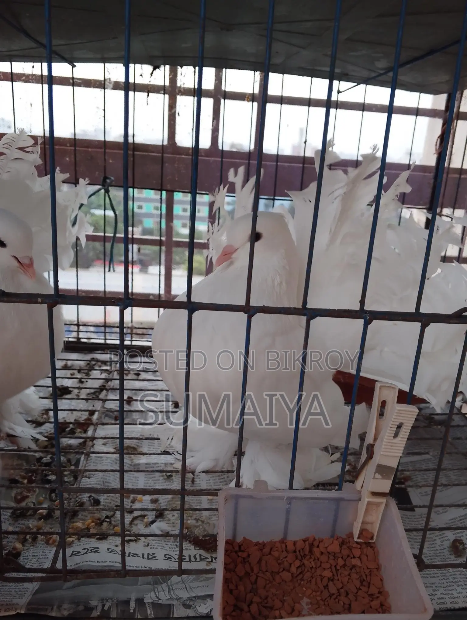 একটা লক্ষা নর সেল করা হবে
