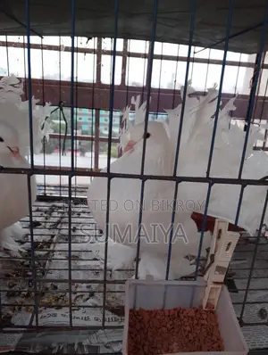 একটা লক্ষা নর সেল করা হবে