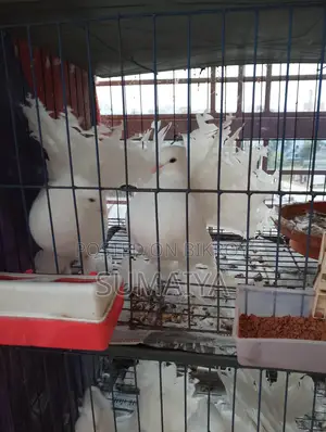 একটা লক্ষা নর সেল করা হবে