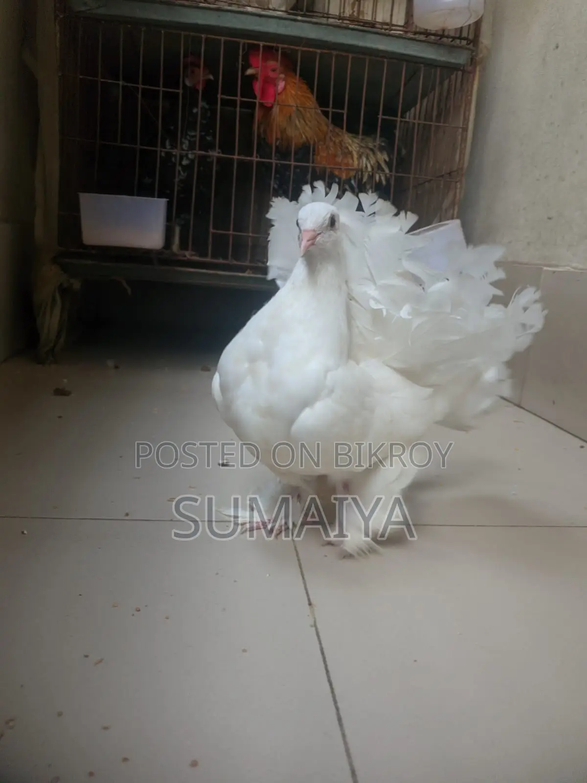 একটা লক্ষা নর সেল করা হবে