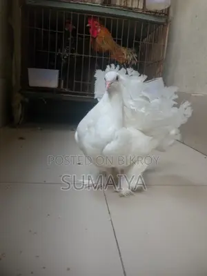 একটা লক্ষা নর সেল করা হবে