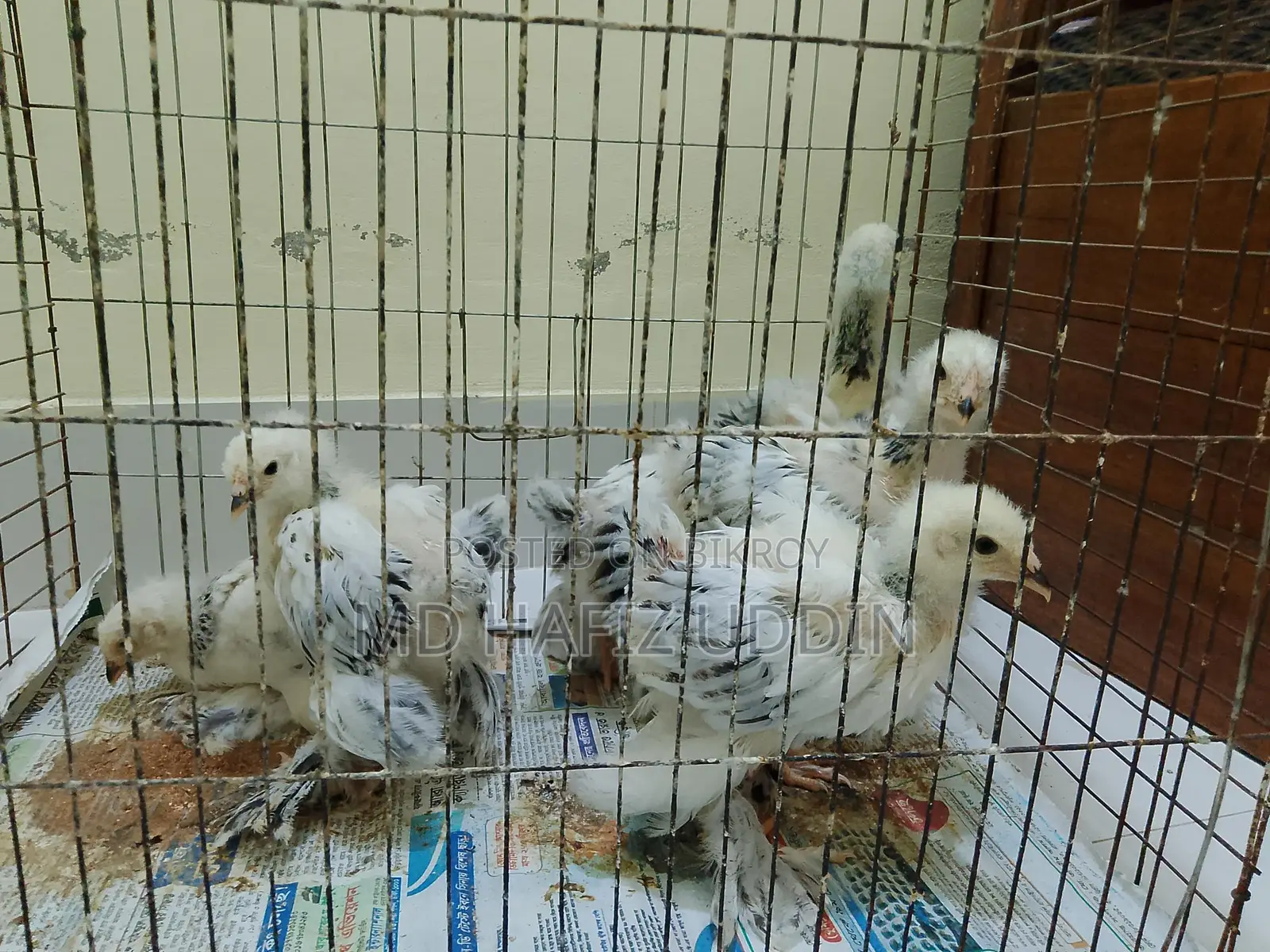 কলম্বিয়ান লাইট ব্রাহামা মুরগির বাচ্ছা