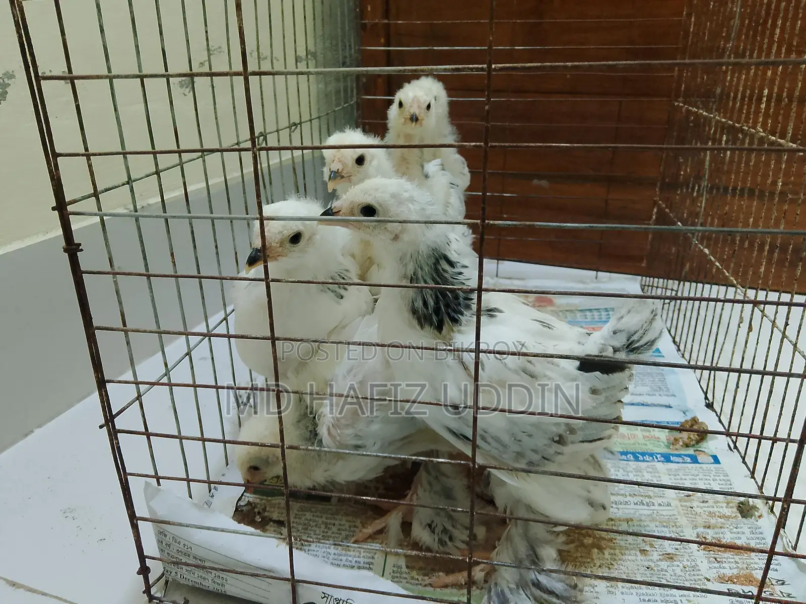 কলম্বিয়ান লাইট ব্রাহামা মুরগির বাচ্ছা