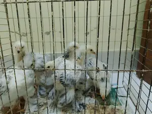 কলম্বিয়ান লাইট ব্রাহামা মুরগির বাচ্ছা