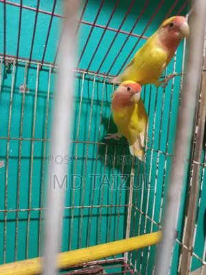 Lovebird Pair for Sale (Breeding Pair)
