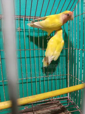Lovebird Pair for Sale (Breeding Pair)