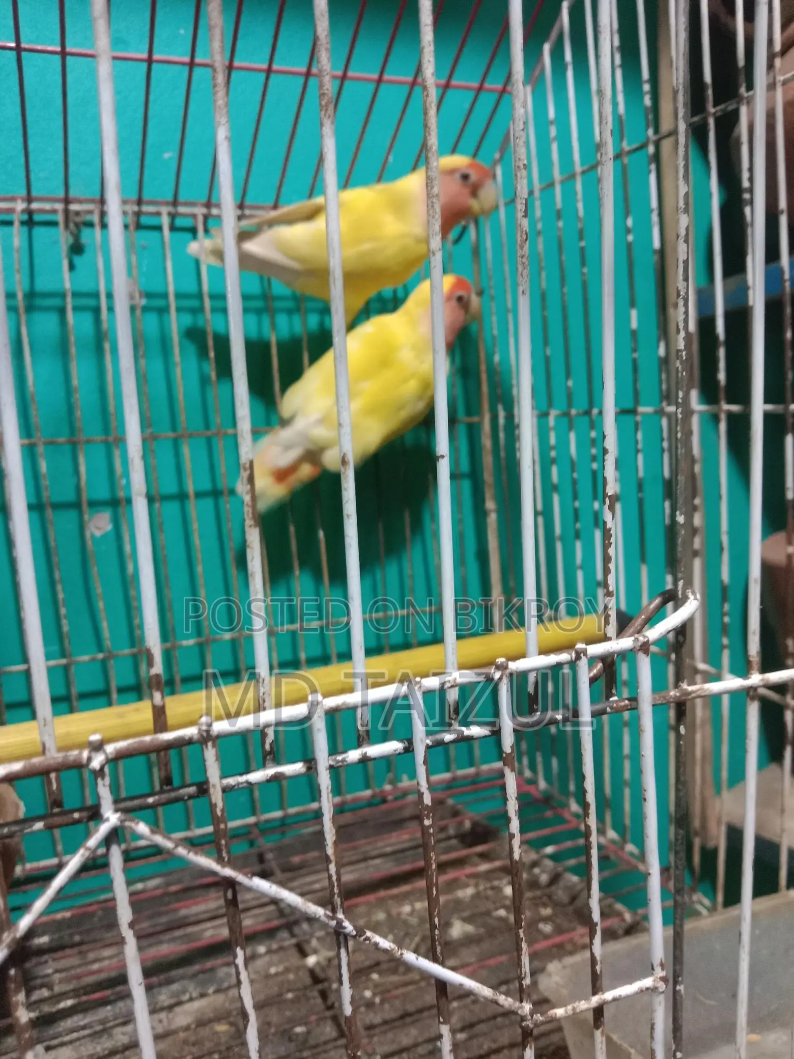 Lovebird Pair for Sale (Breeding Pair)