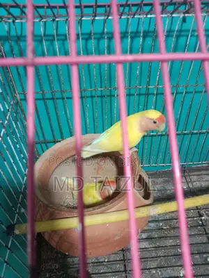 Lovebird Pair for Sale (Breeding Pair)