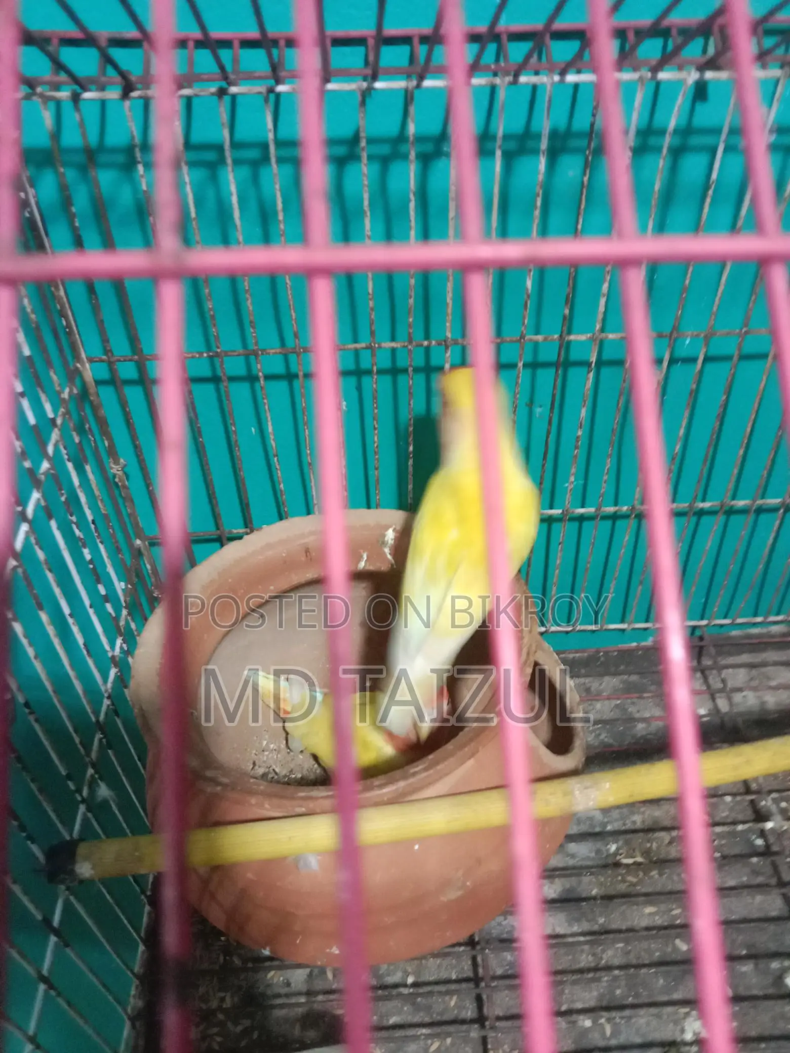 Lovebird Pair for Sale (Breeding Pair)