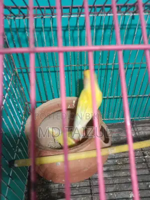 Lovebird Pair for Sale (Breeding Pair)