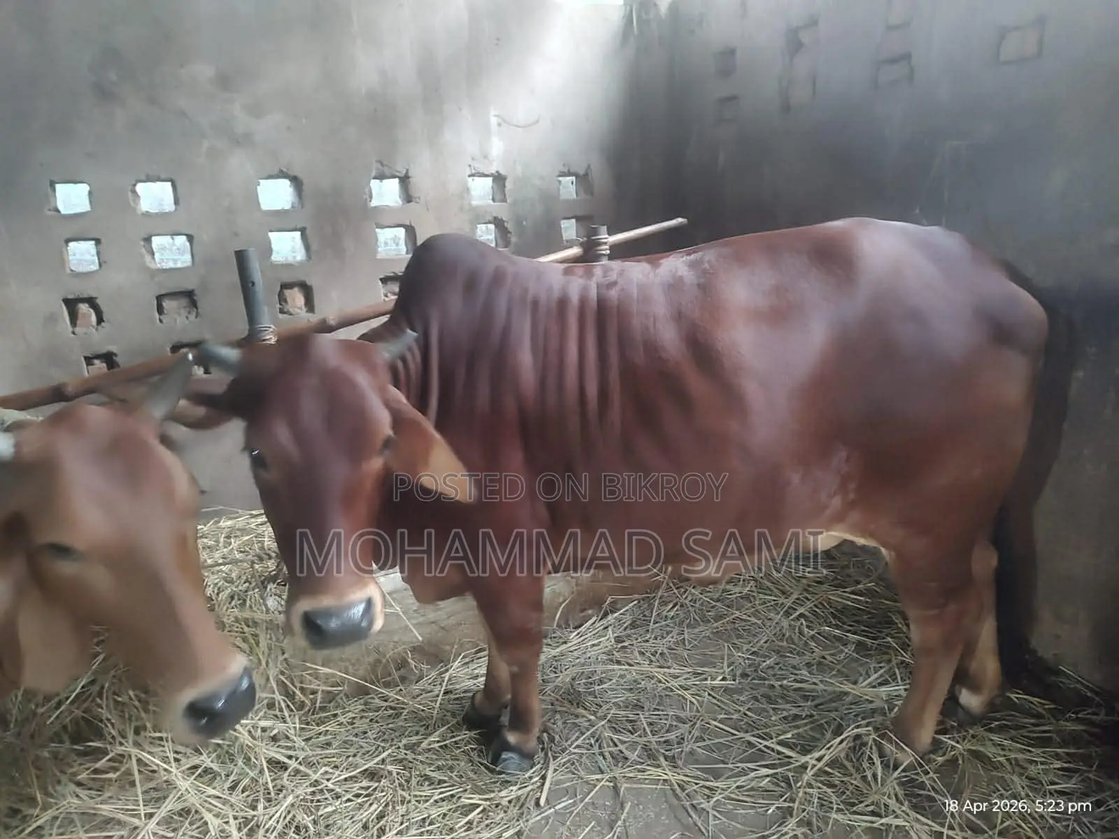 An attractive cow