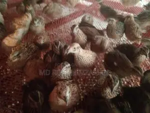 Quail Birds for Sale