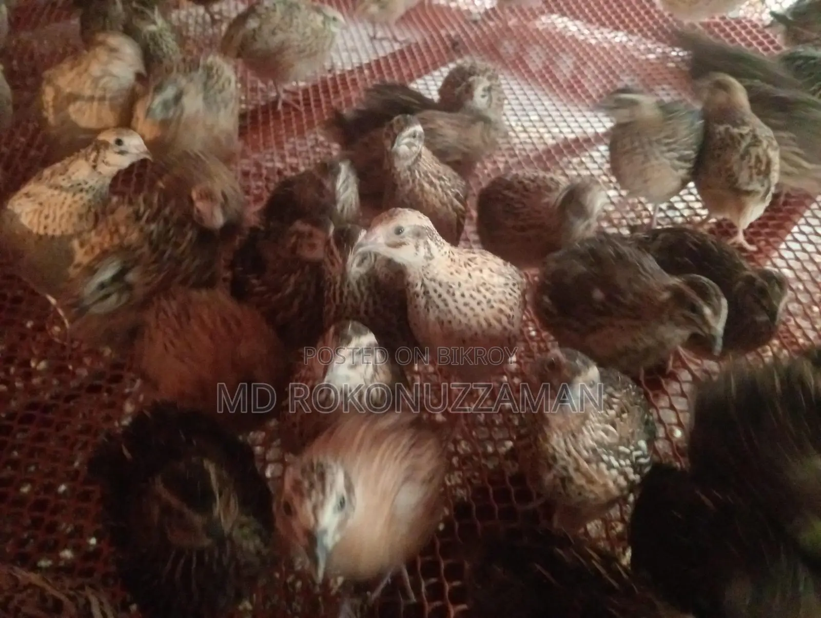 Quail Birds for Sale