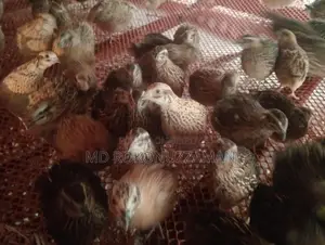 Quail Birds for Sale