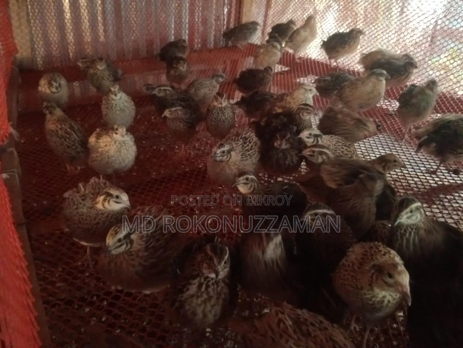 Quail Birds for Sale