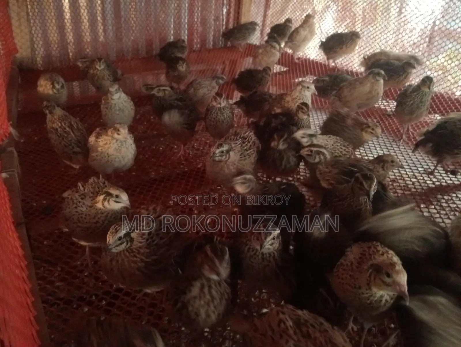 Quail Birds for Sale