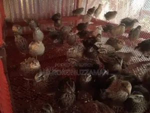 Quail Birds for Sale
