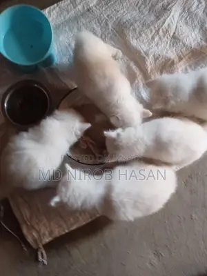 Pure Persian Mix 2 Cood Kittens