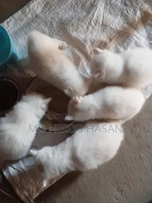 Pure Persian Mix 2 Cood Kittens