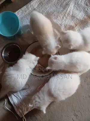 Pure Persian Mix 2 Cood Kittens