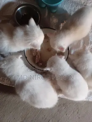 Pure Persian Mix 2 Cood Kittens
