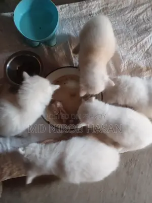 Pure Persian Mix 2 Cood Kittens