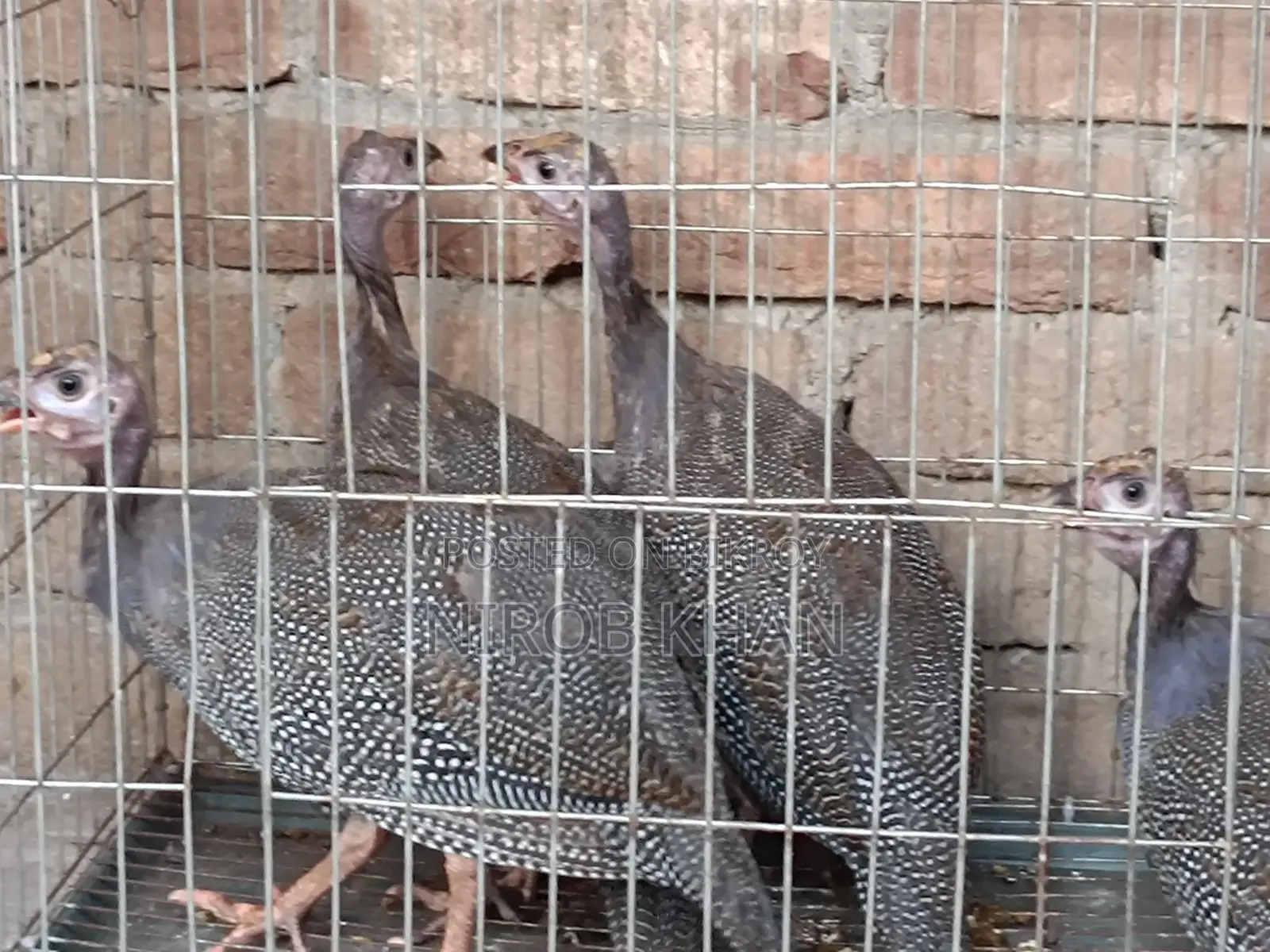 ৪ পিস তিতির মুরগি