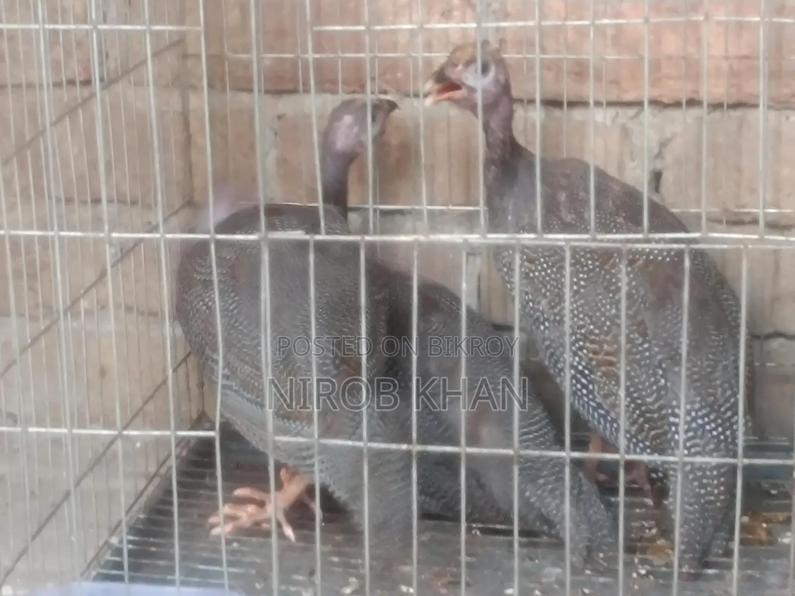 ৪ পিস তিতির মুরগি