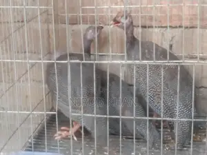 ৪ পিস তিতির মুরগি
