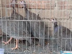 ৪ পিস তিতির মুরগি