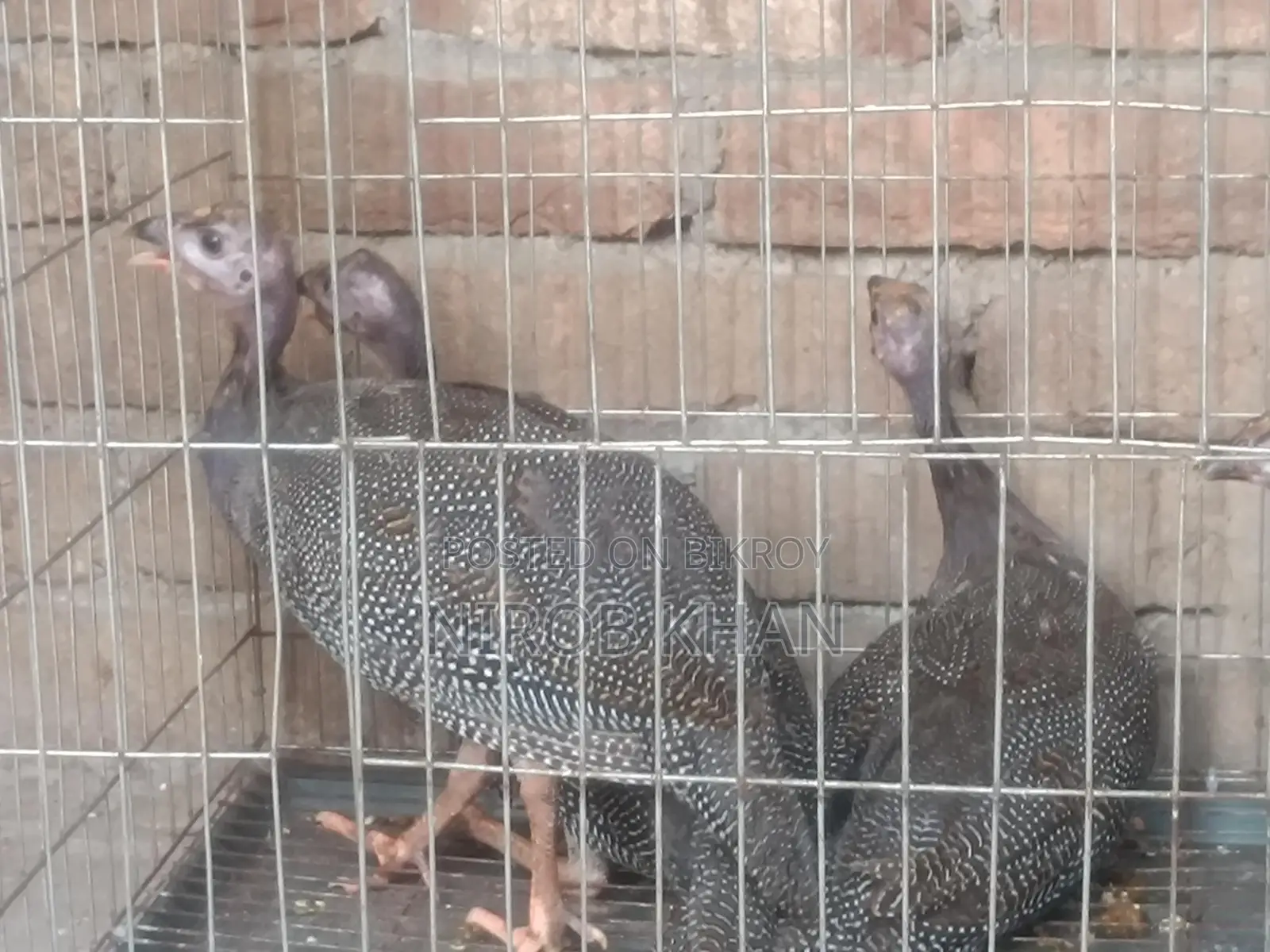 ৪ পিস তিতির মুরগি
