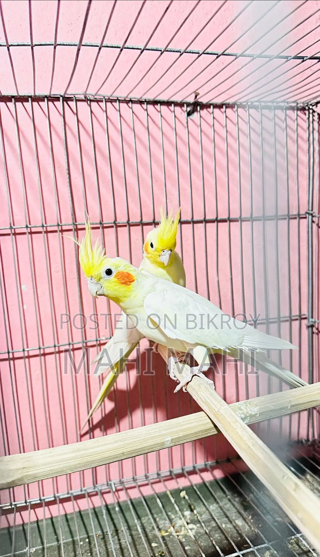Running Lutino Pair