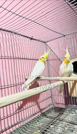 Running Lutino Pair