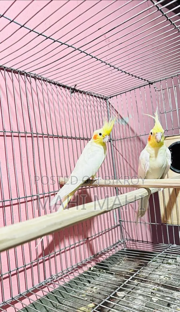 Running Lutino Pair