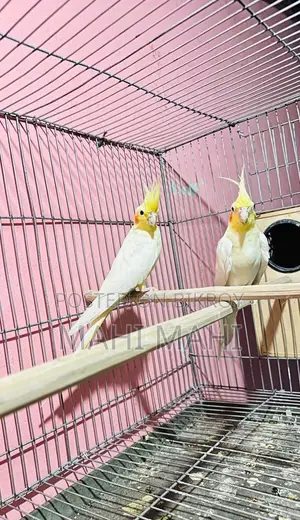 Running Lutino Pair
