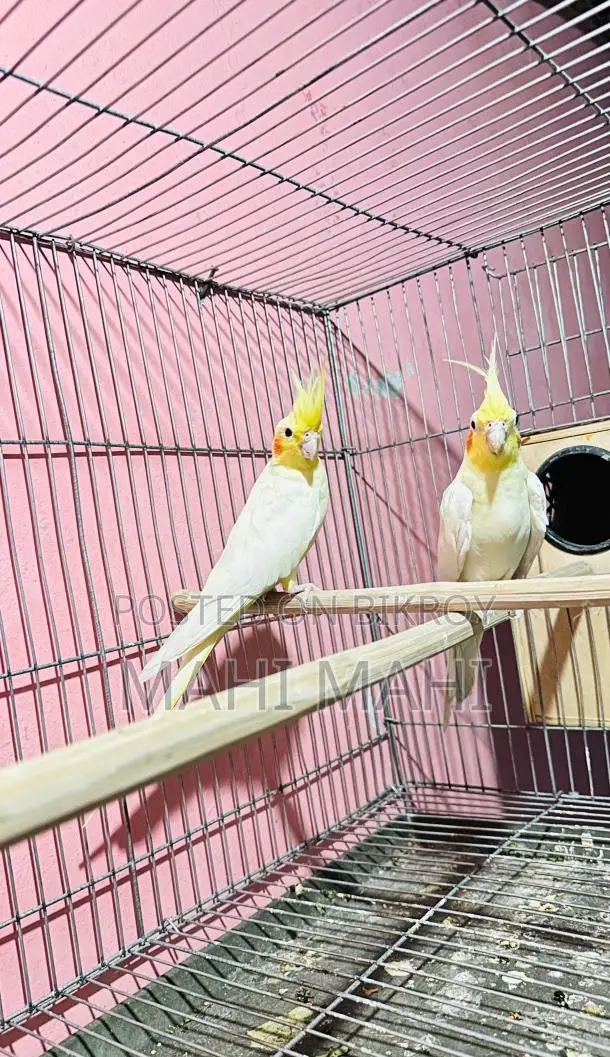 Running Lutino Pair