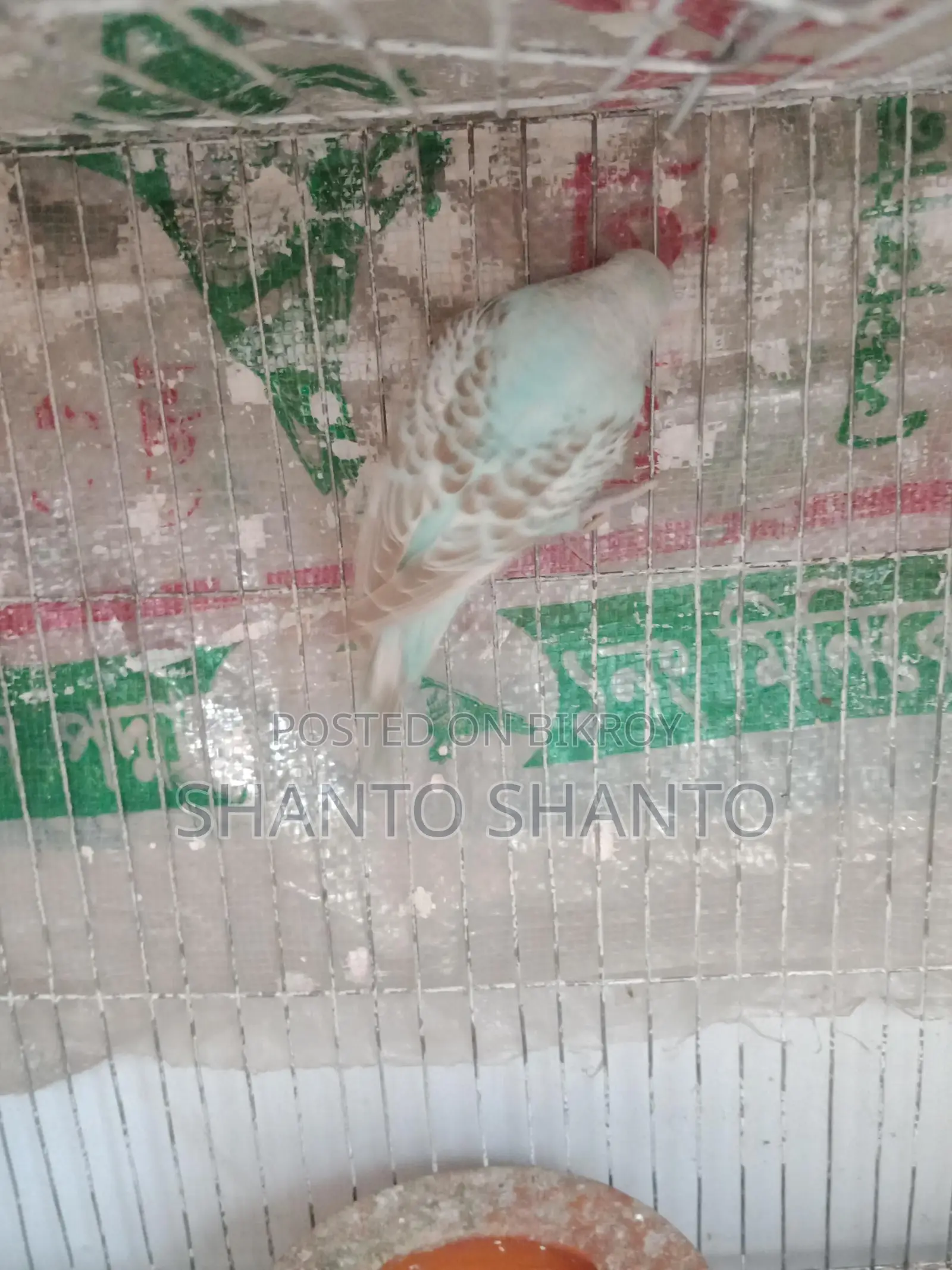 Female bird that has laid eggs three times for sale.