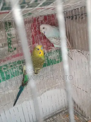Female bird that has laid eggs three times for sale.